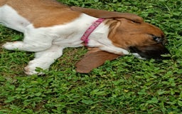Basset Hound dogs for sale: Honey - Image 6