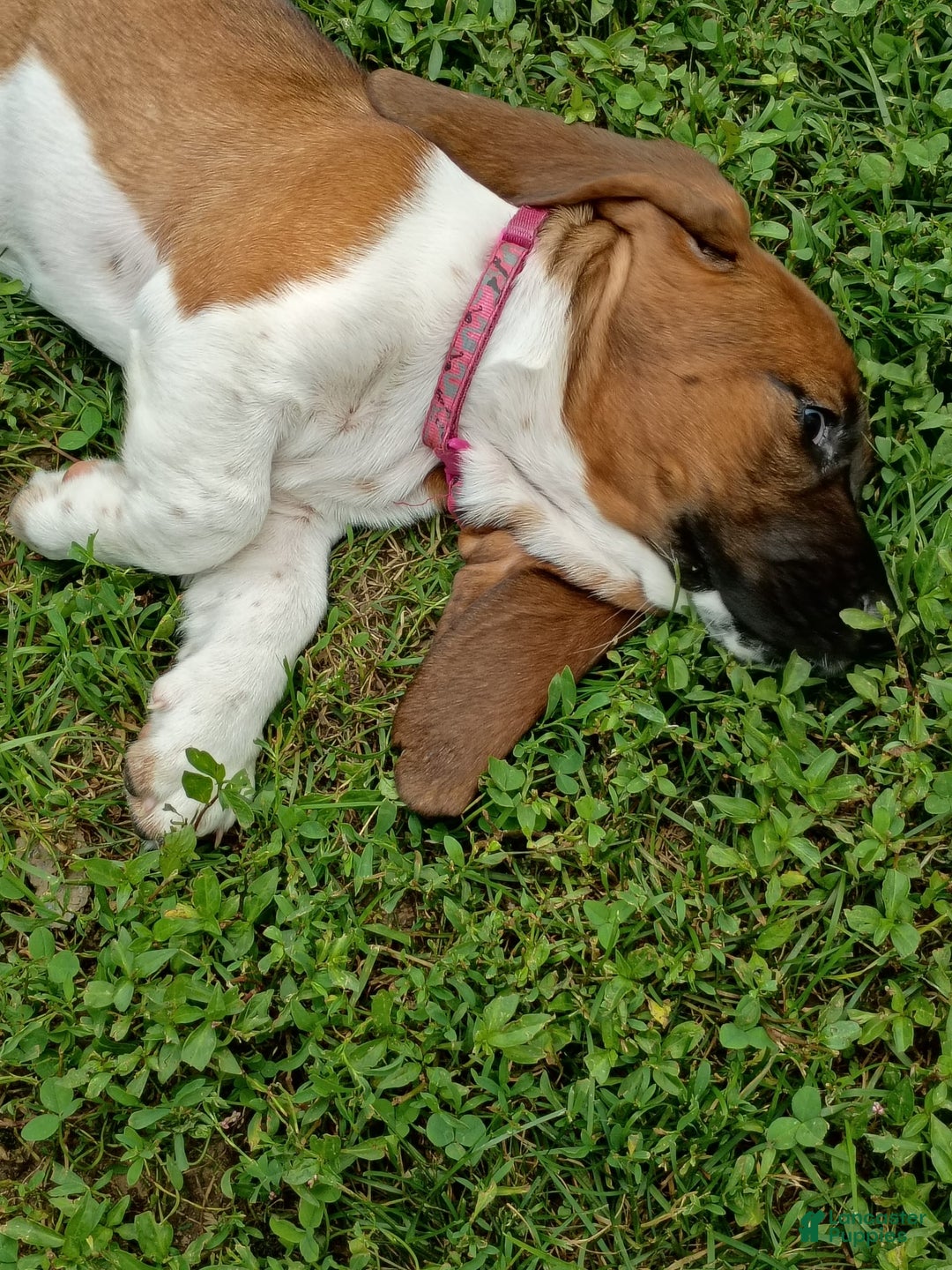 Basset Hound dogs for sale: Honey - Image 6