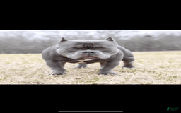 American Bully dogs for sale: Exotic Bullies - Image 7