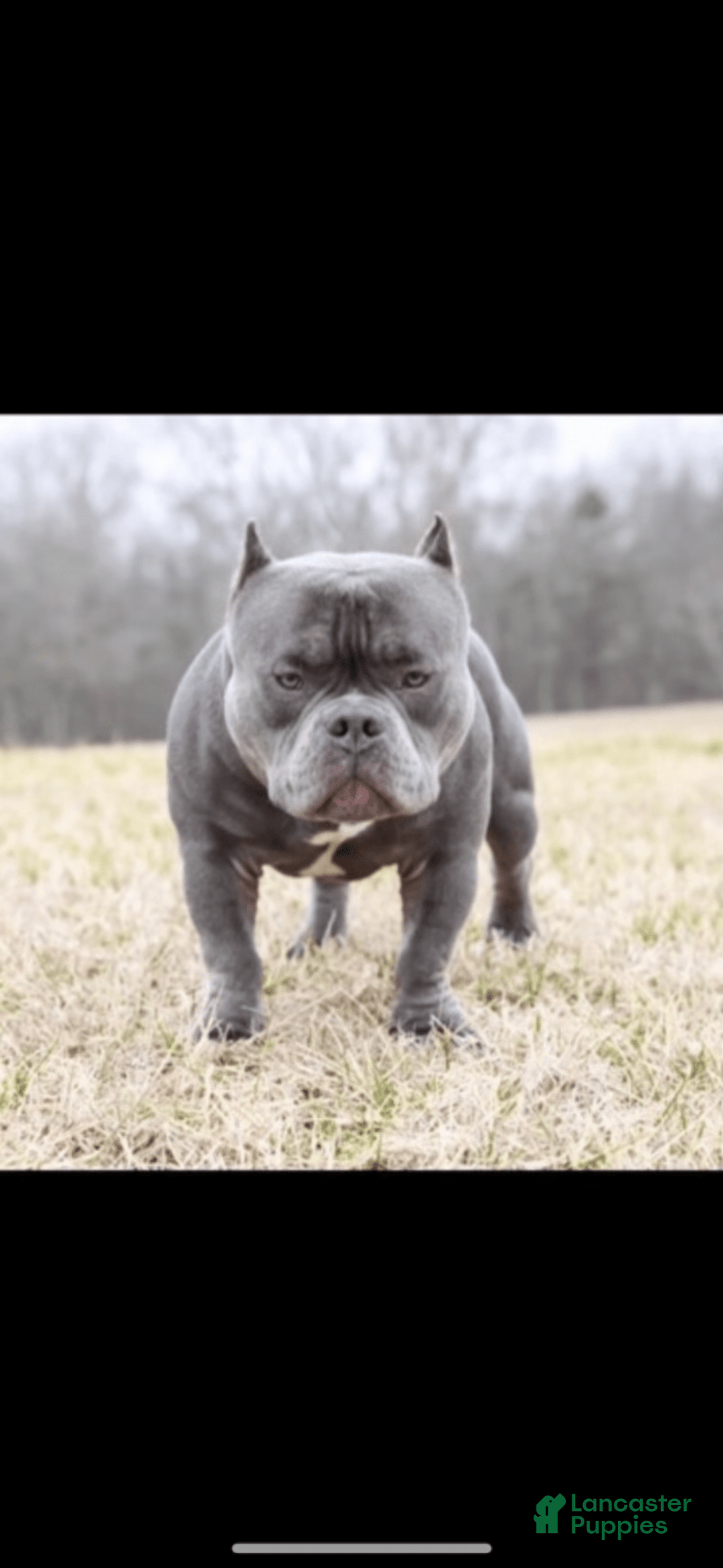 American Bully dogs for sale: Exotic Bullies - Image 7