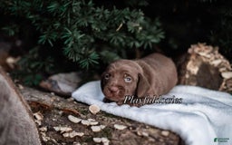 Miniature Dachshund dogs for sale: Smooth Coat Chocolate And Tan - Image 1