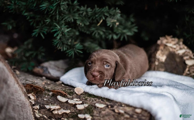 Miniature Dachshund dogs for sale - Ad 5