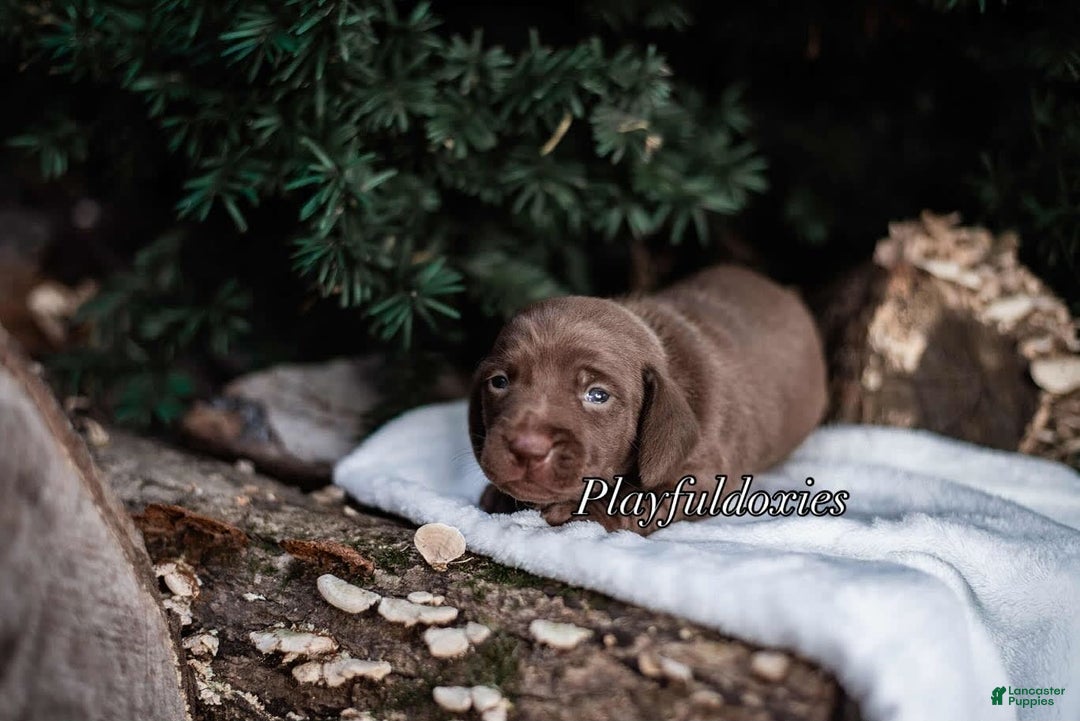 Miniature Dachshund dogs for sale: Smooth Coat Chocolate And Tan - Image 1