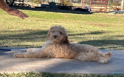 Goldendoodle dogs for sale: Randy - Image 3