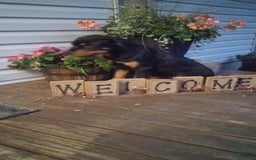 Rottweiler dogs for sale: Ninja - Image 10