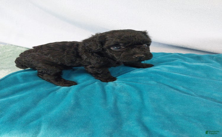 Toy Poodle dogs for sale - Ad 1