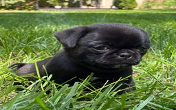 Pug dogs for sale: Pug 4 puppies - Image 9