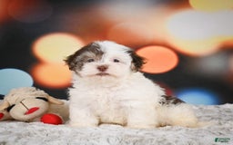 Havanese dogs for sale: Rolex - Image 5