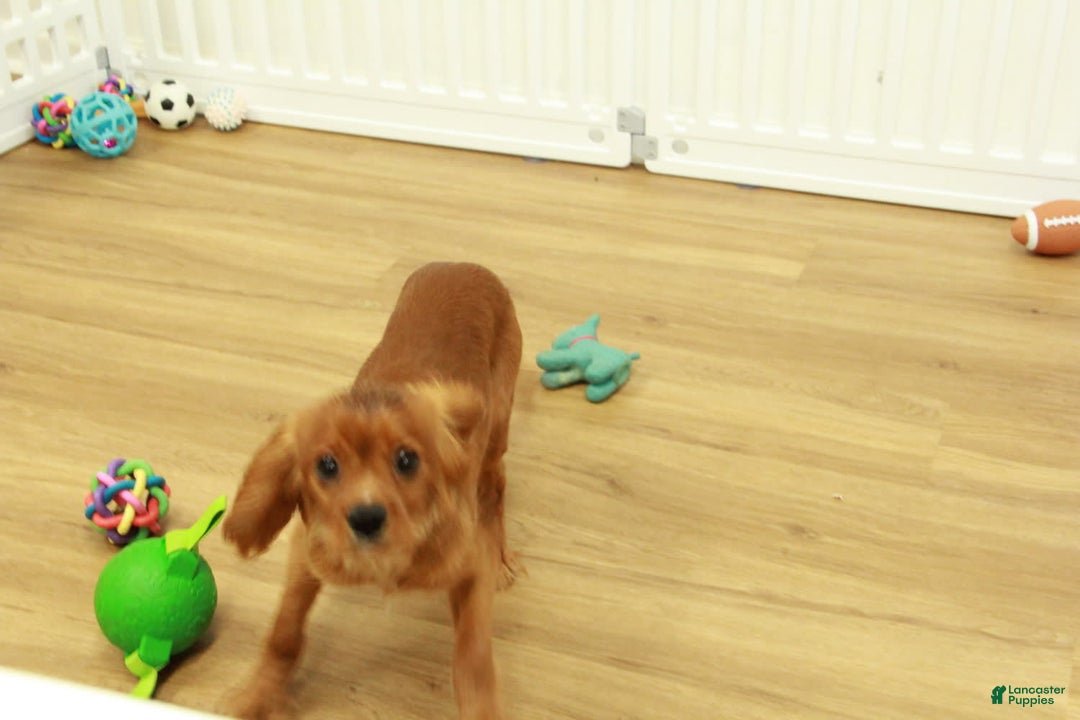 Cavalier King Charles Spaniel dogs for sale: Harley - Image 10