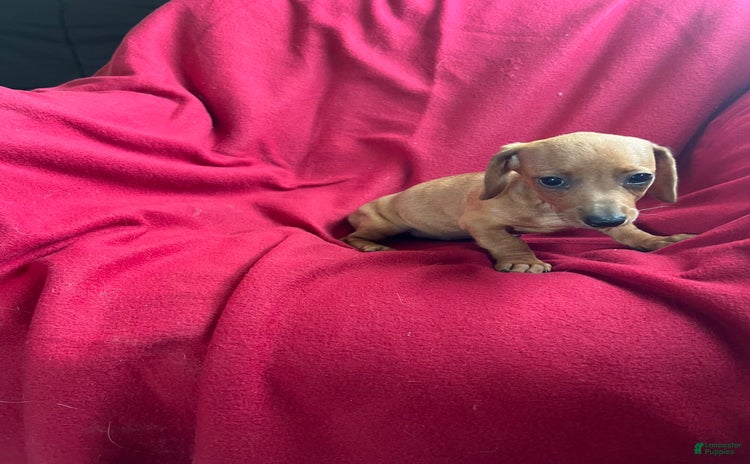 Dachshund dogs for sale - Ad 2