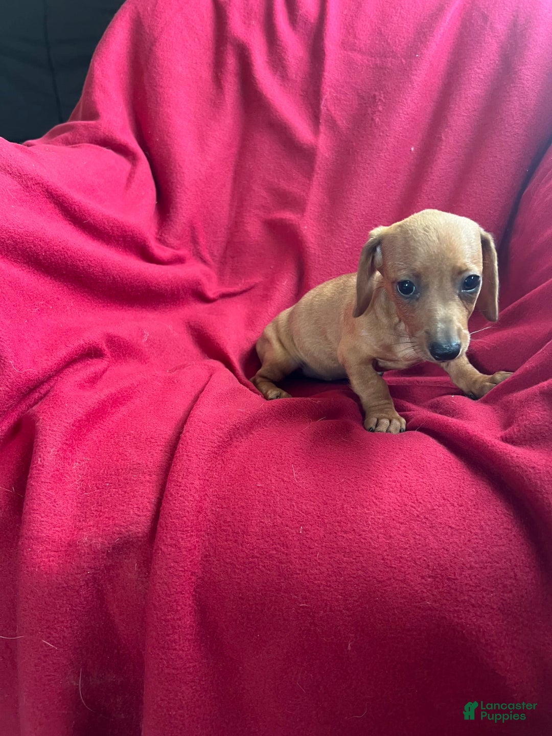 Dachshund dogs for sale: Sandy - Image 1
