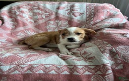 Boston Terrier dogs for sale: Maggie - Image 1
