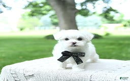 Maltese dogs for sale: Kai - Image 10