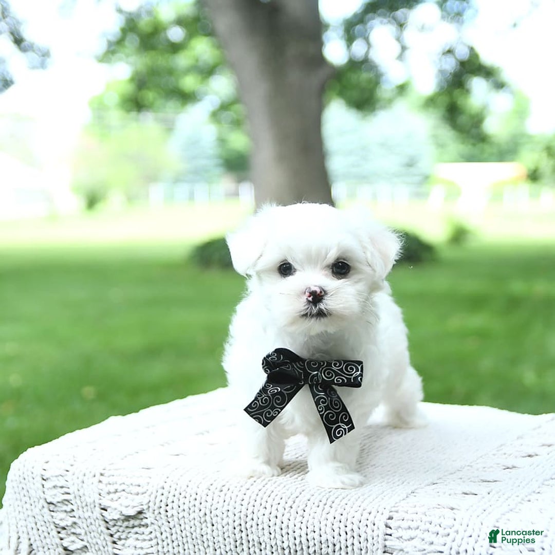 Maltese dogs for sale: Kai - Image 10