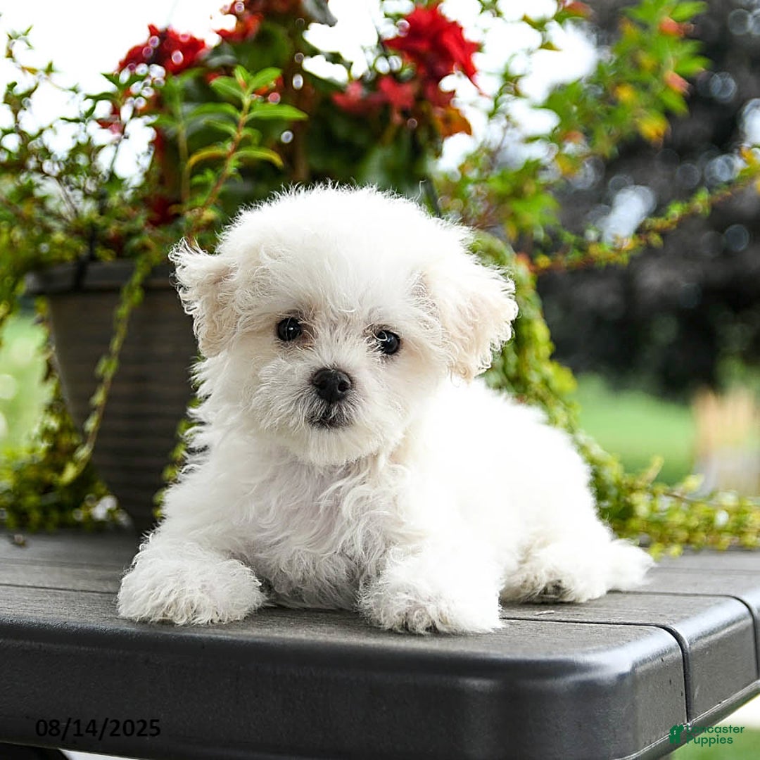 Bichon Frise dogs for sale: Paisley - Image 3