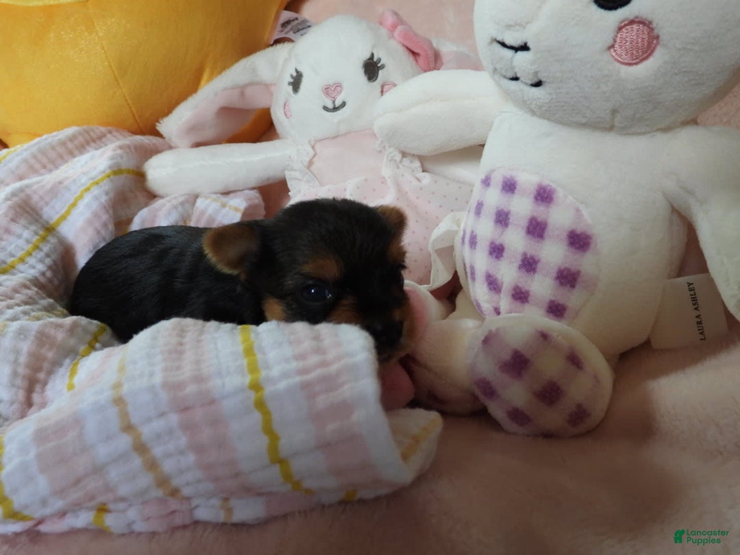 Yorkshire Terrier dogs for sale: Cc - Image 6