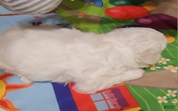 Bichon Frise dogs for sale: Mary Francis - Listing for pets: Mary Francis - Image 9