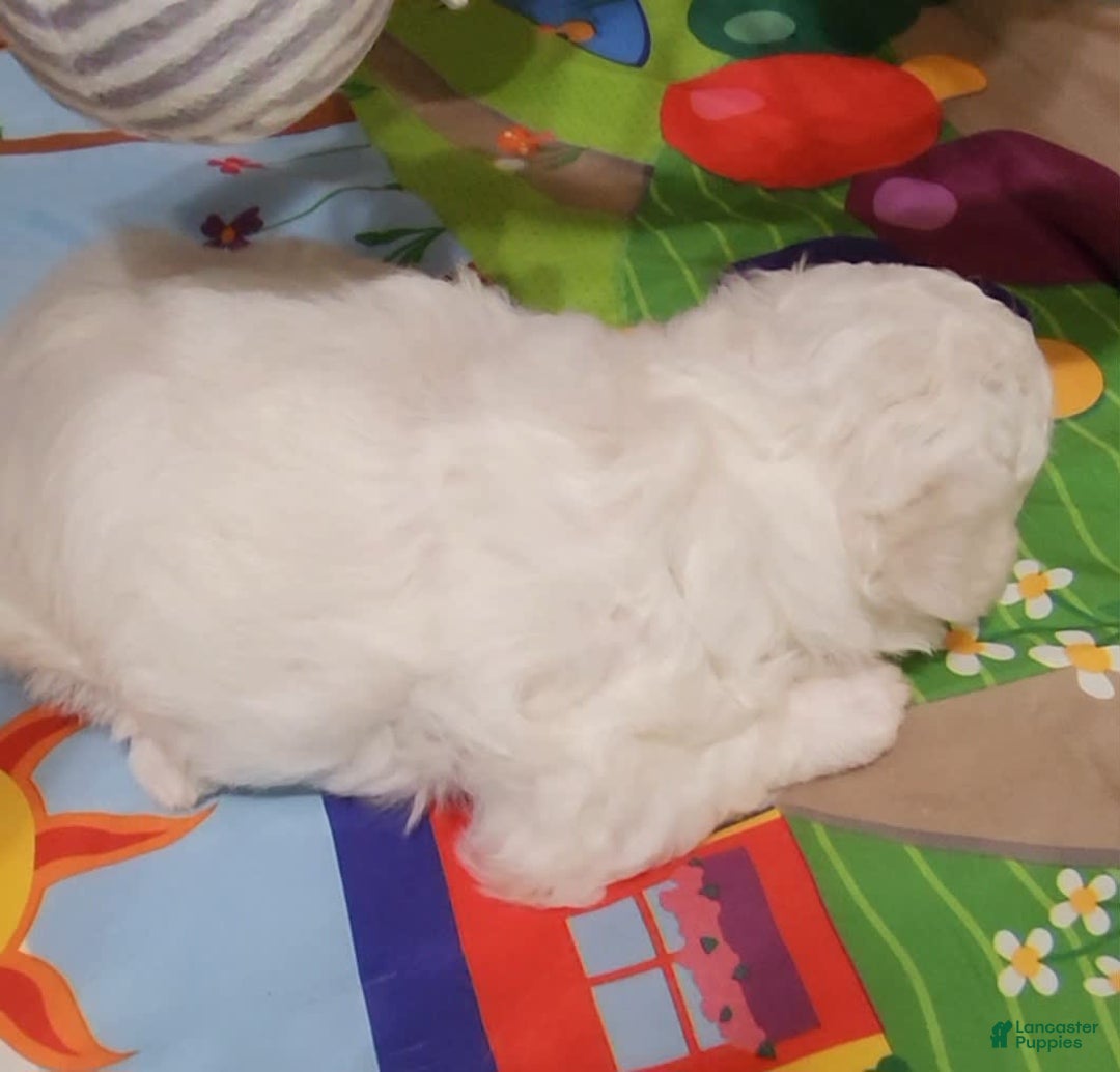 Bichon Frise dogs for sale: Mary Francis - Listing for pets: Mary Francis - Image 9
