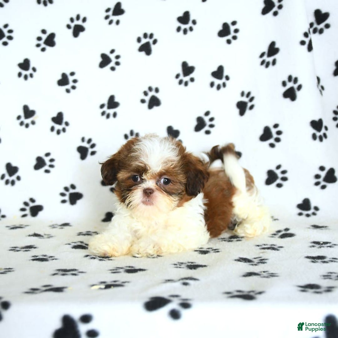 Shih Tzu dogs for sale: Charlie - Image 3