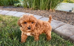 Cavapoo dogs for sale: Karla - Image 11