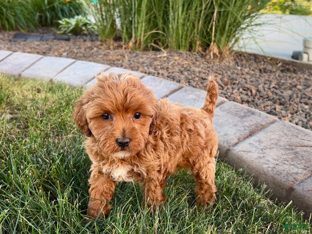 Cavapoo dogs for sale: Karla - Image 11