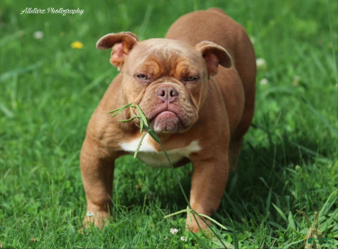 American Bully dogs for sale: Choco - Image 2