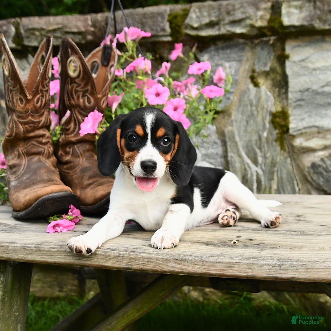 Beagle dogs for sale: Rose - Image 1