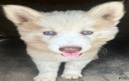 Siberian Husky dogs for sale: Iris Light Red Girl Nc - Image 2