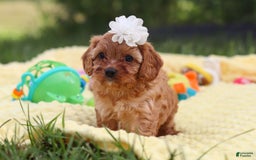 Cavapoo dogs for sale: Winnie - Image 2