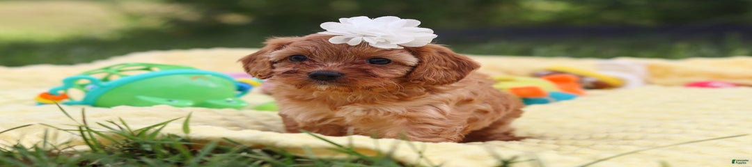 Winnie