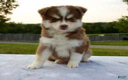 Pomsky dogs for sale: Raina - Image 8