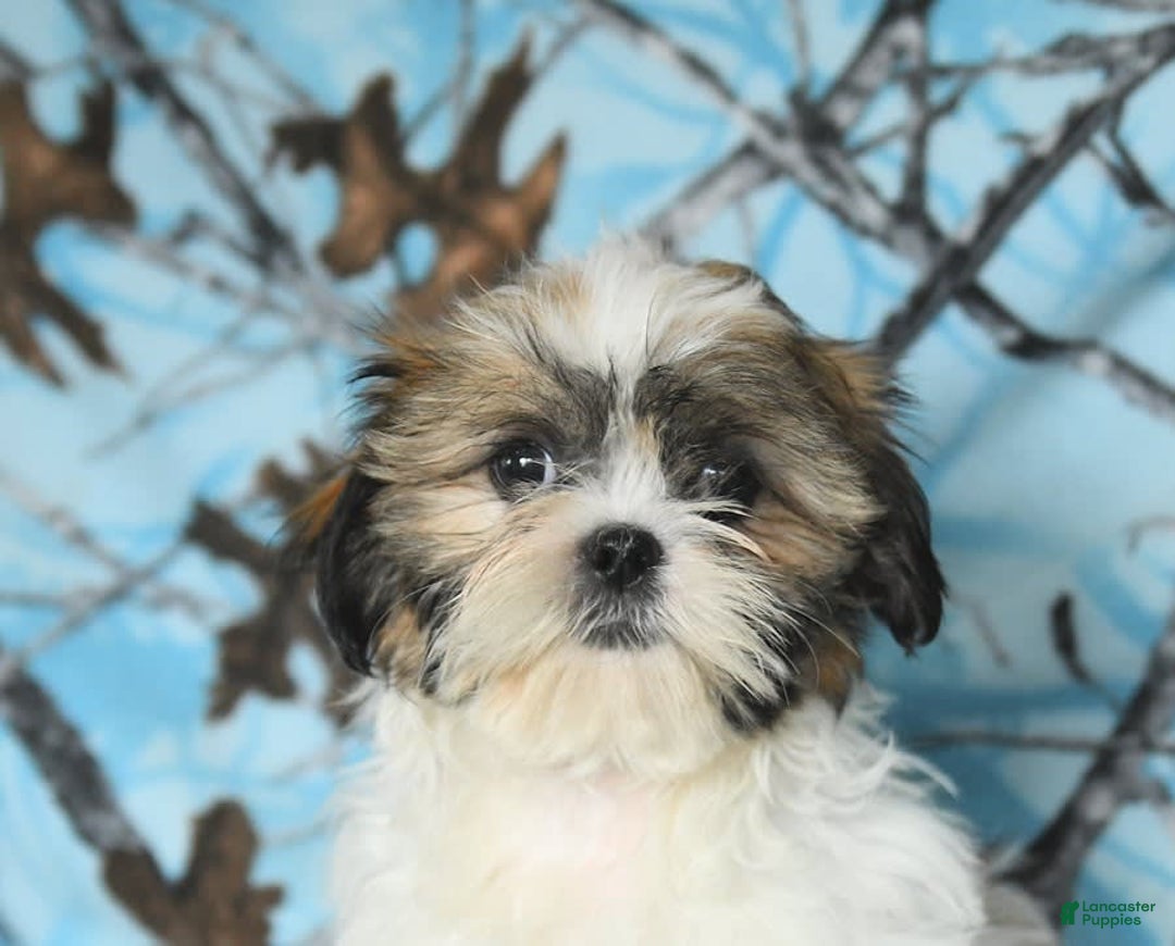 Shih Tzu dogs for sale: Izzy - Image 4