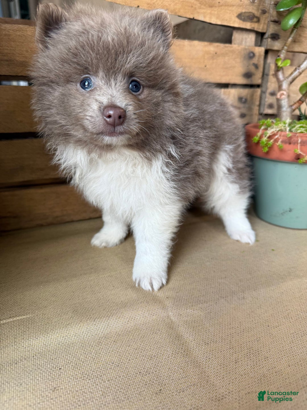 Pomeranian dogs for sale: Austin - Image 6