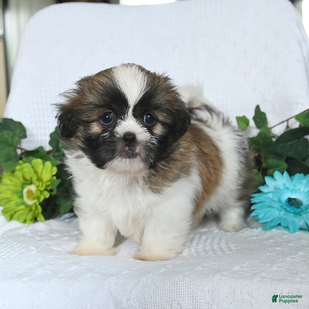 Shih Tzu dogs for sale: Aden - Image 3