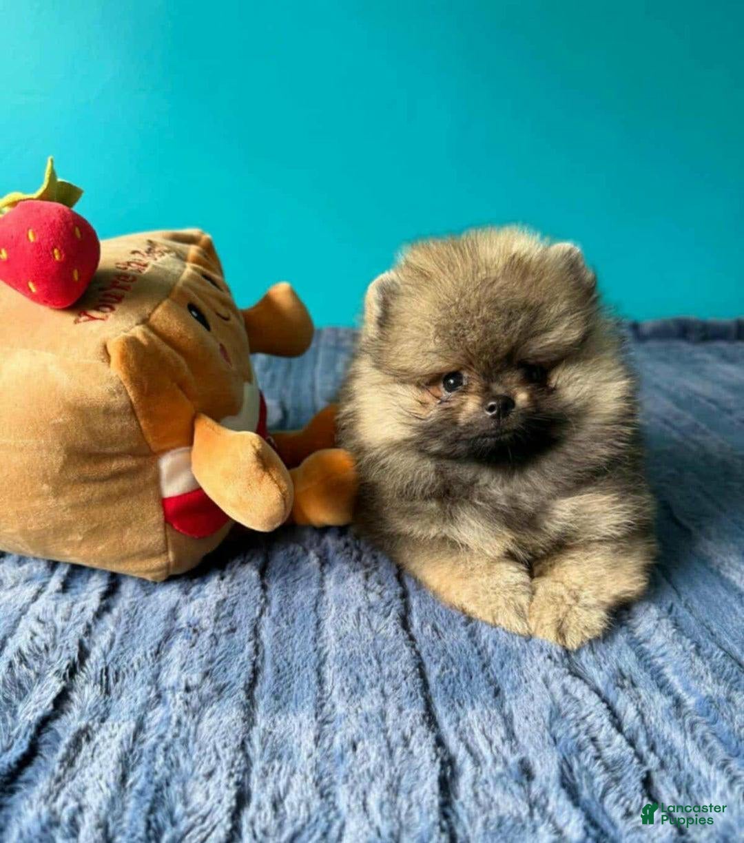Pomeranian dogs for sale: Ray - Image 3