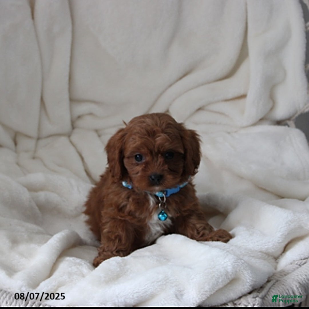 Cavapoo dogs for sale: Mason - Image 3