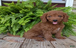 Mini Goldendoodle dogs for sale: Mini -coner - Image 1
