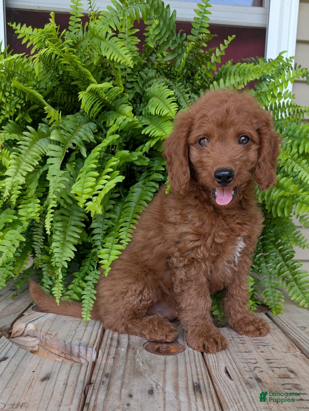 Mini Goldendoodle dogs for sale: Mini -coner - Image 1