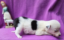 Border Collie dogs for sale: Dreami - Image 30