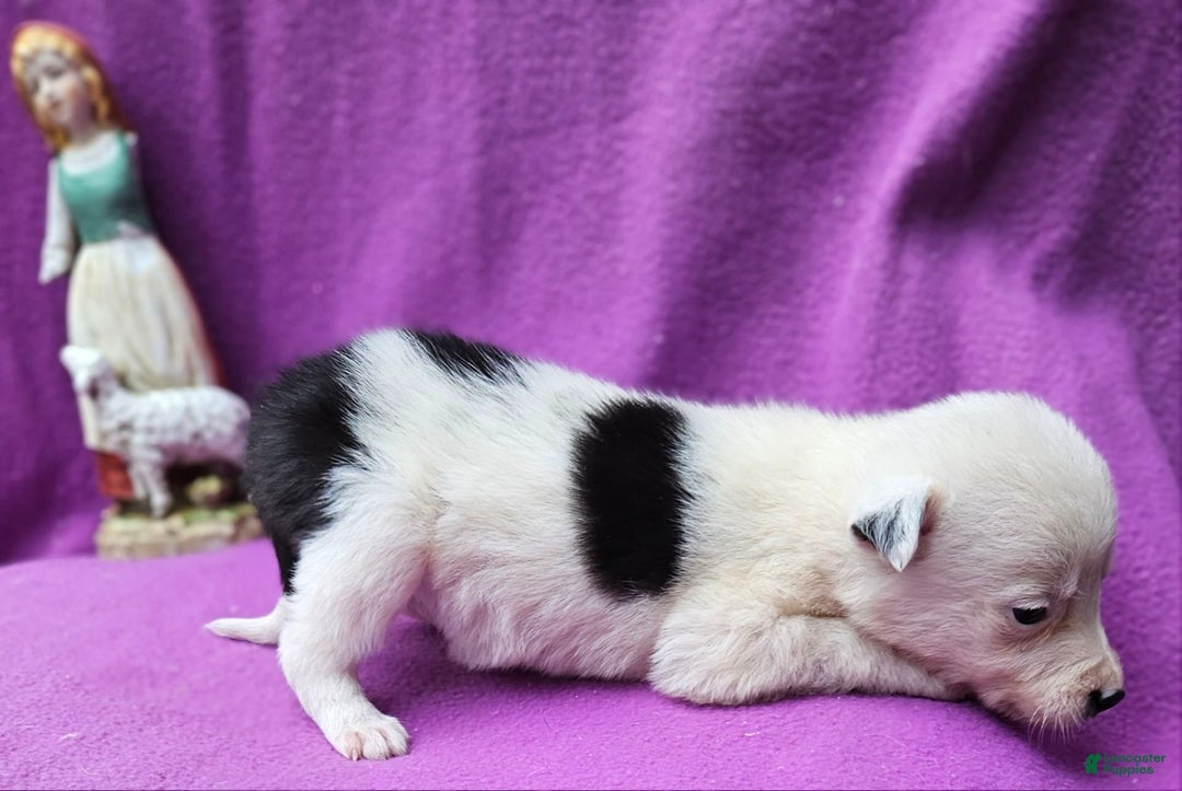 Border Collie dogs for sale: Dreami - Image 30