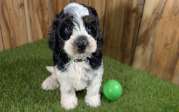 Cavapoo dogs for sale: Missy Boy 2 - Image 6