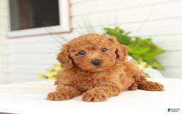 Miniature Poodle dogs for sale: Norman - Image 1