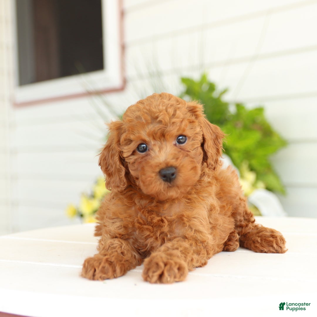 Miniature Poodle dogs for sale: Norman - Image 1