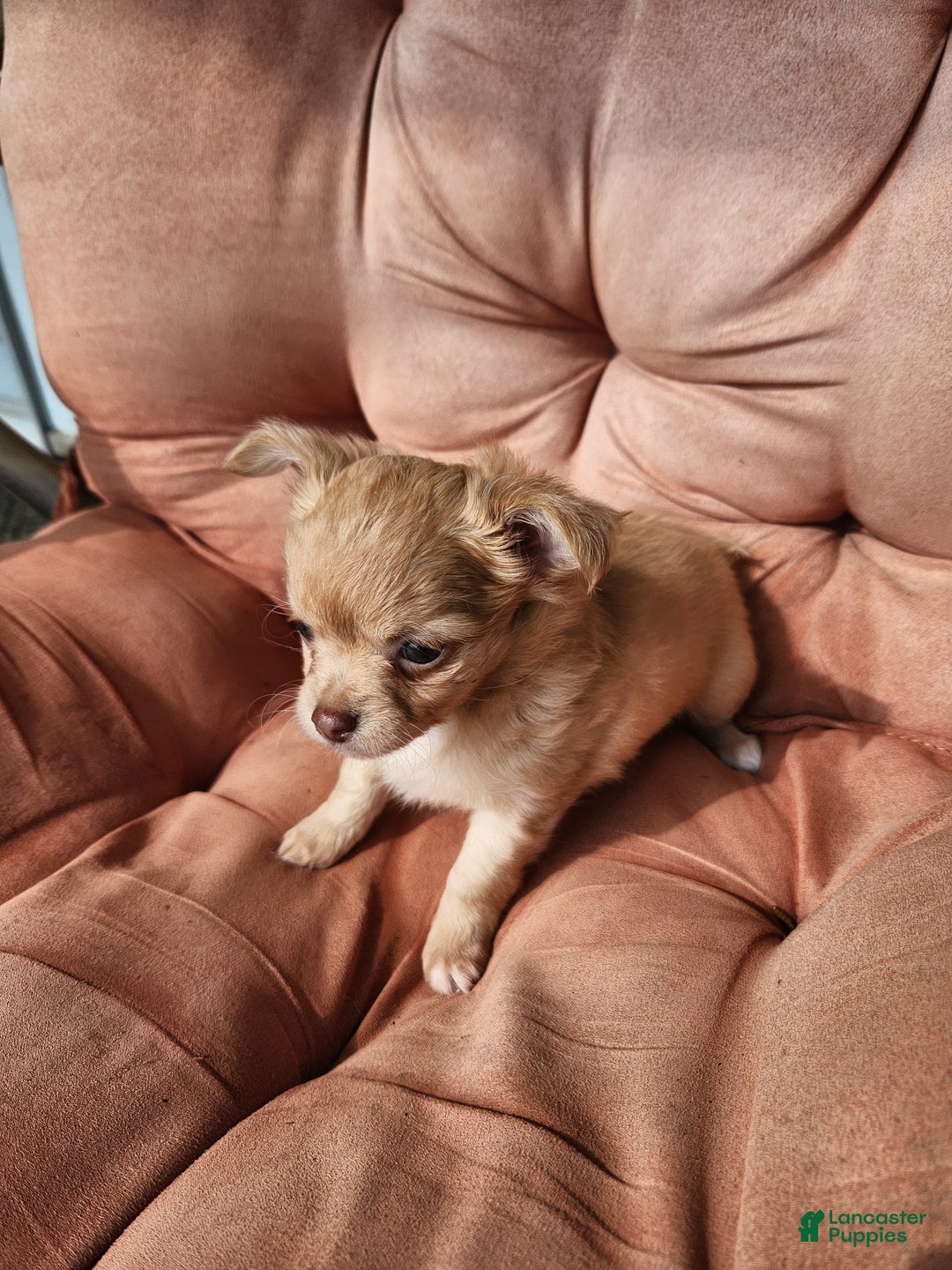 Chihuahua dogs for sale: Utz - Image 3