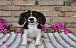 Cavalier King Charles Spaniel dogs for sale: Drew - Image 7