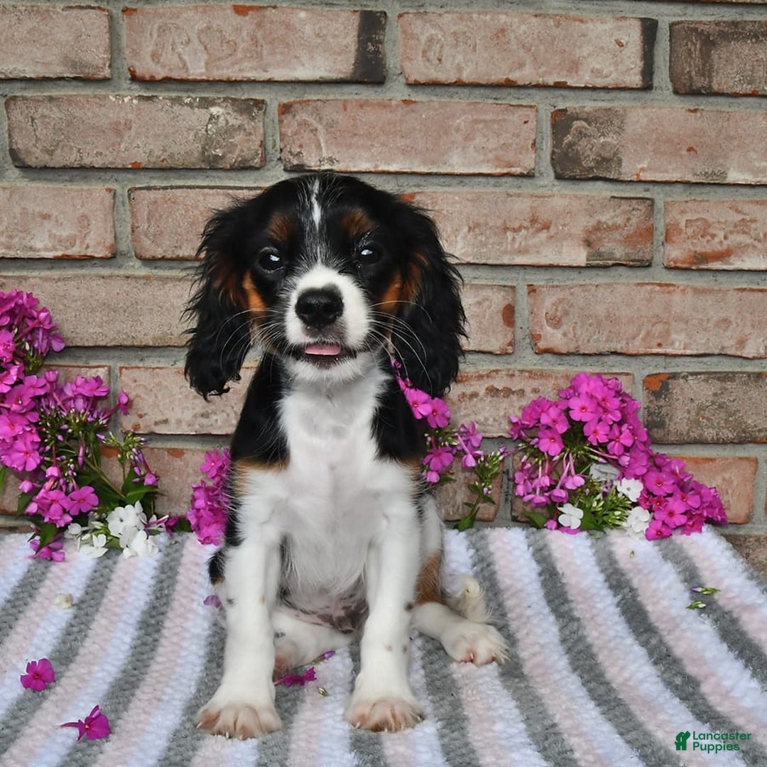 Cavalier King Charles Spaniel dogs for sale: Drew - Image 7