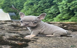 French Bulldog dogs for sale: Gia - Image 2