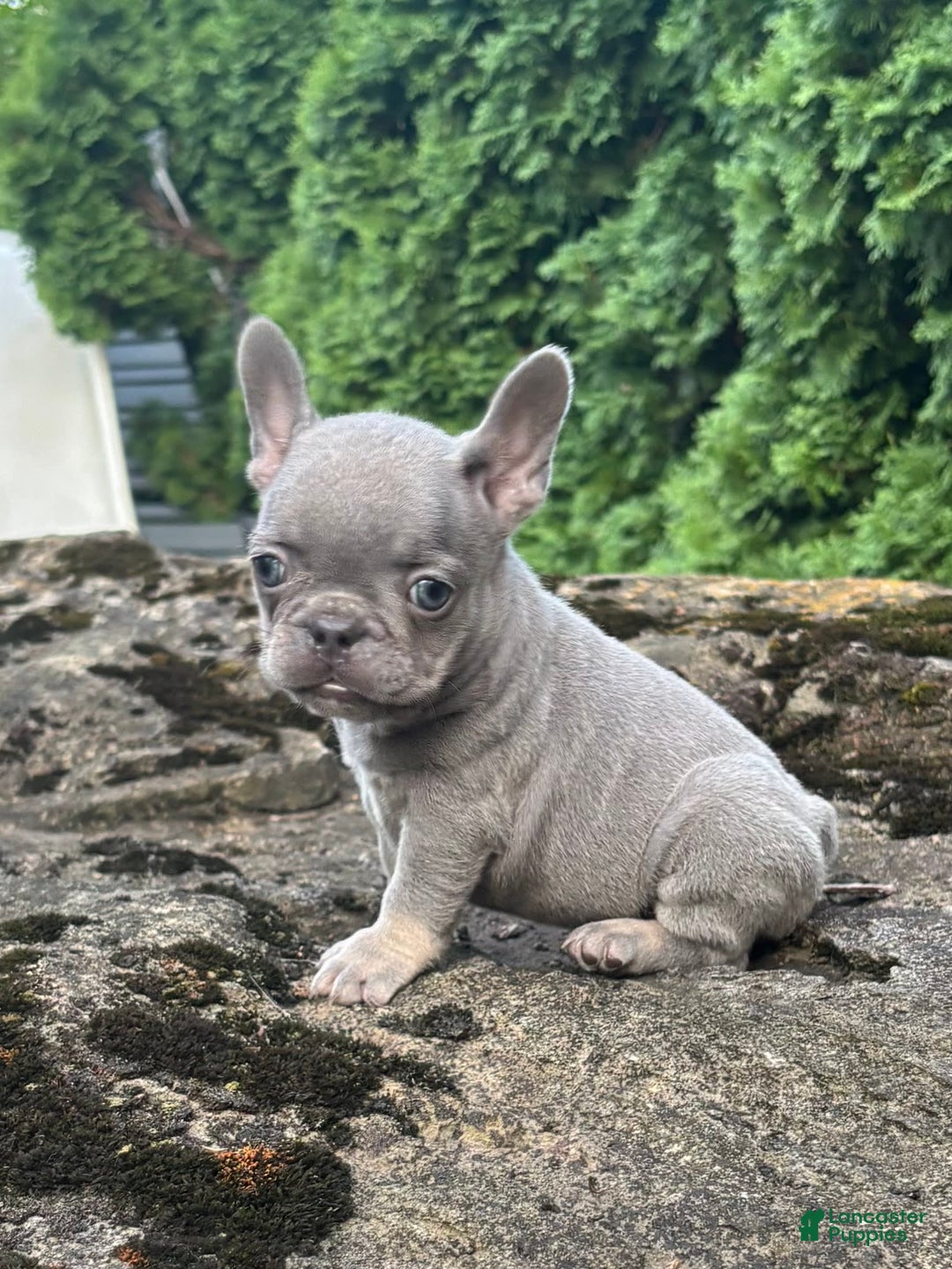 French Bulldog dogs for sale: Gia - Image 2