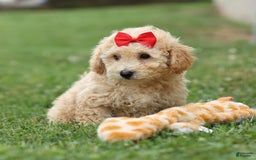 Bichpoo dogs for sale: Tyson - Image 11