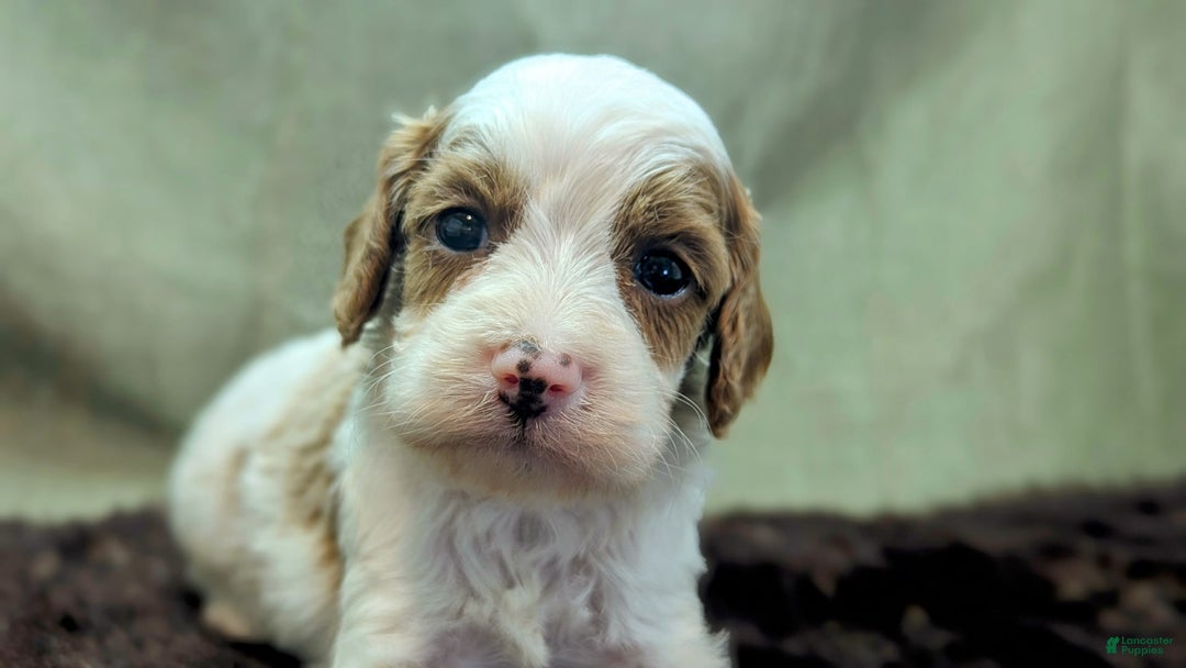 Cavapoo dogs for sale: Woody - Image 3